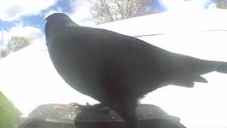 american crow