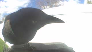 common grackle