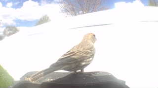 house finch