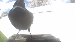 common grackle
