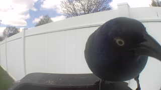 common grackle