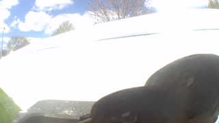 common grackle