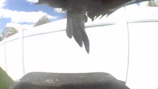 red-tailed hawk