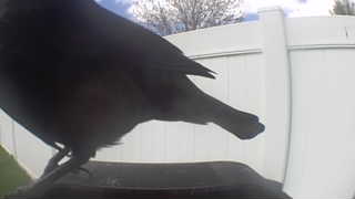 american crow