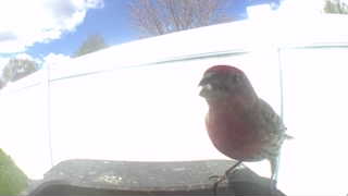 house finch