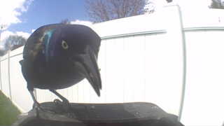 common grackle