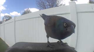 common grackle