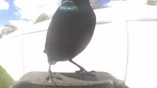 common grackle