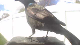 common grackle