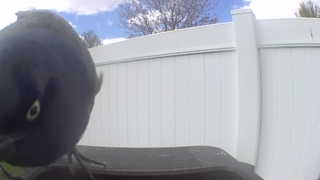common grackle