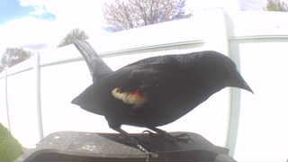 red-winged blackbird