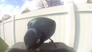 common grackle
