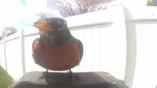 american robin