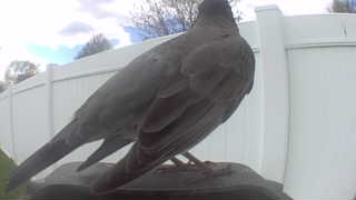 mourning dove