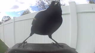 american crow