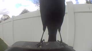 american crow