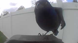 common grackle