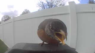 american robin