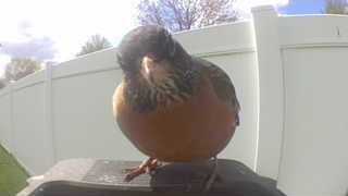 american robin