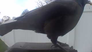european starling