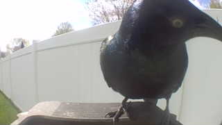 common grackle