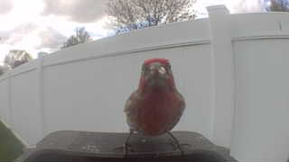 house finch