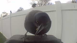 american crow