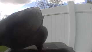 rock pigeon
