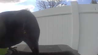 common raven