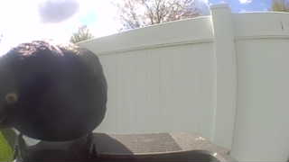 brown-headed cowbird