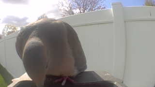 mourning dove