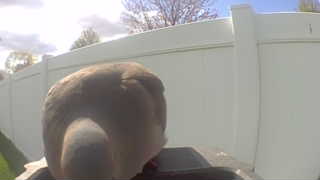mourning dove
