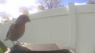 house finch