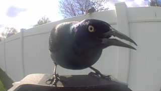 common grackle