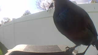 common grackle