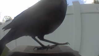 american crow