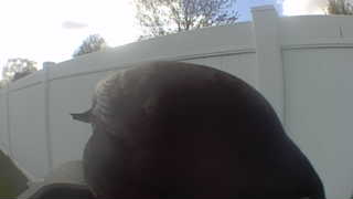 american crow