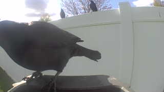 american robin
