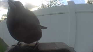common grackle