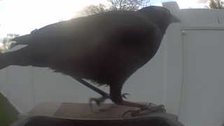 american crow