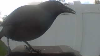 common grackle