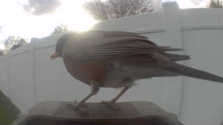 american robin