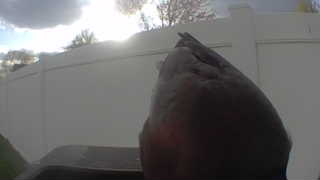 house sparrow