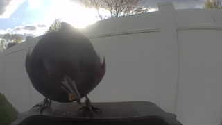 european starling