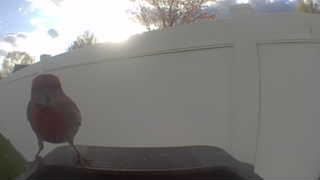 house finch