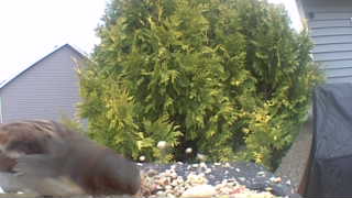 american tree sparrow