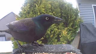 common grackle