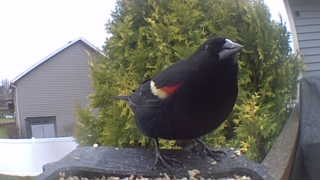 red-winged blackbird