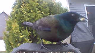 common grackle