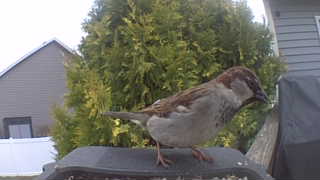 house sparrow